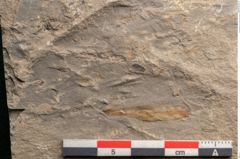 Foto (Detailansicht) von Jordania moravica Helmh. (NHMW-GEO-2024-0188-11137)